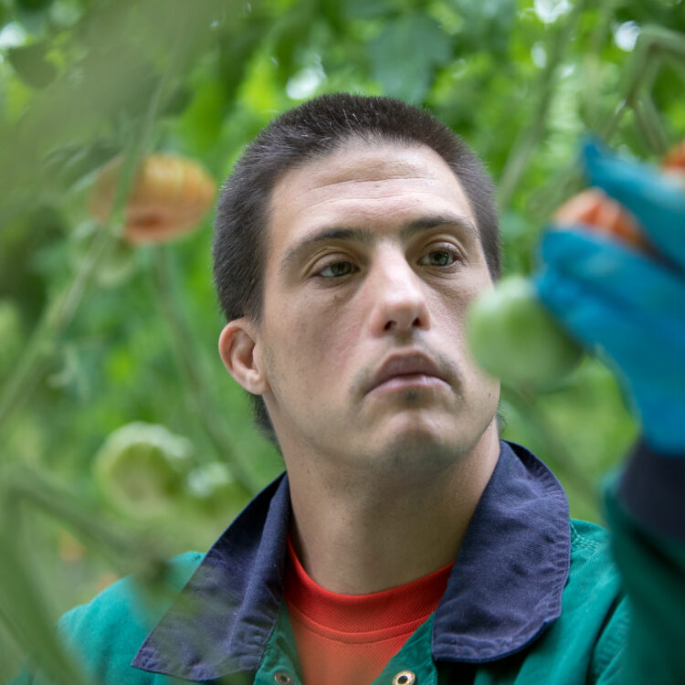 Ein junger Mann erntet Tomaten.