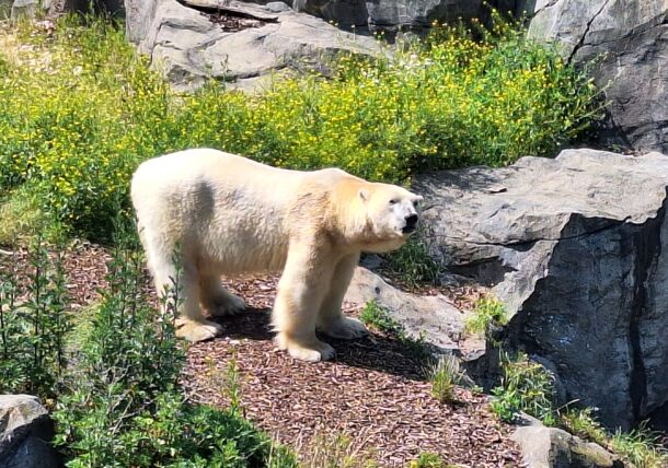 Ein Eisbär im Zoo